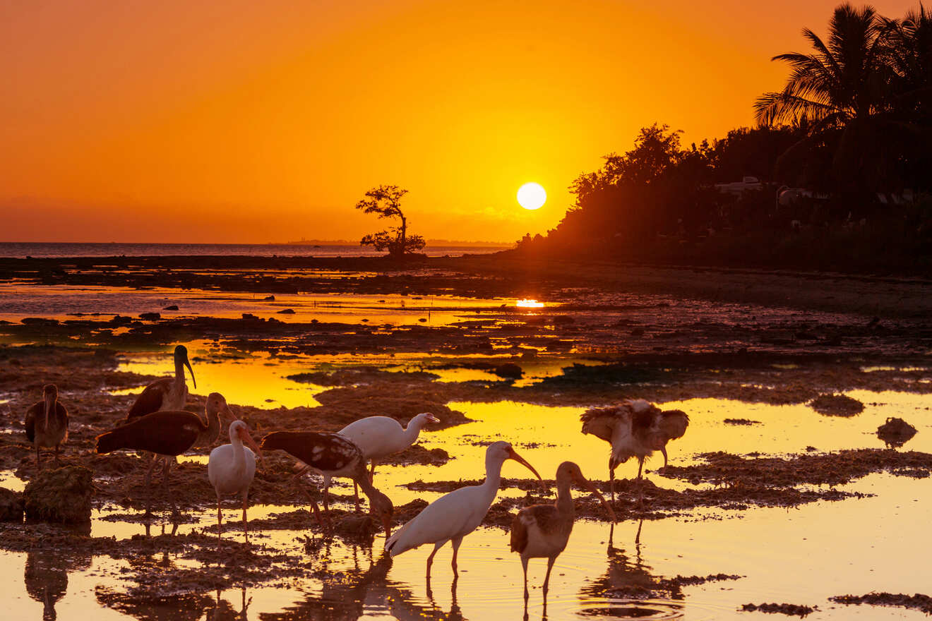 Birds in the Everglades at sunset